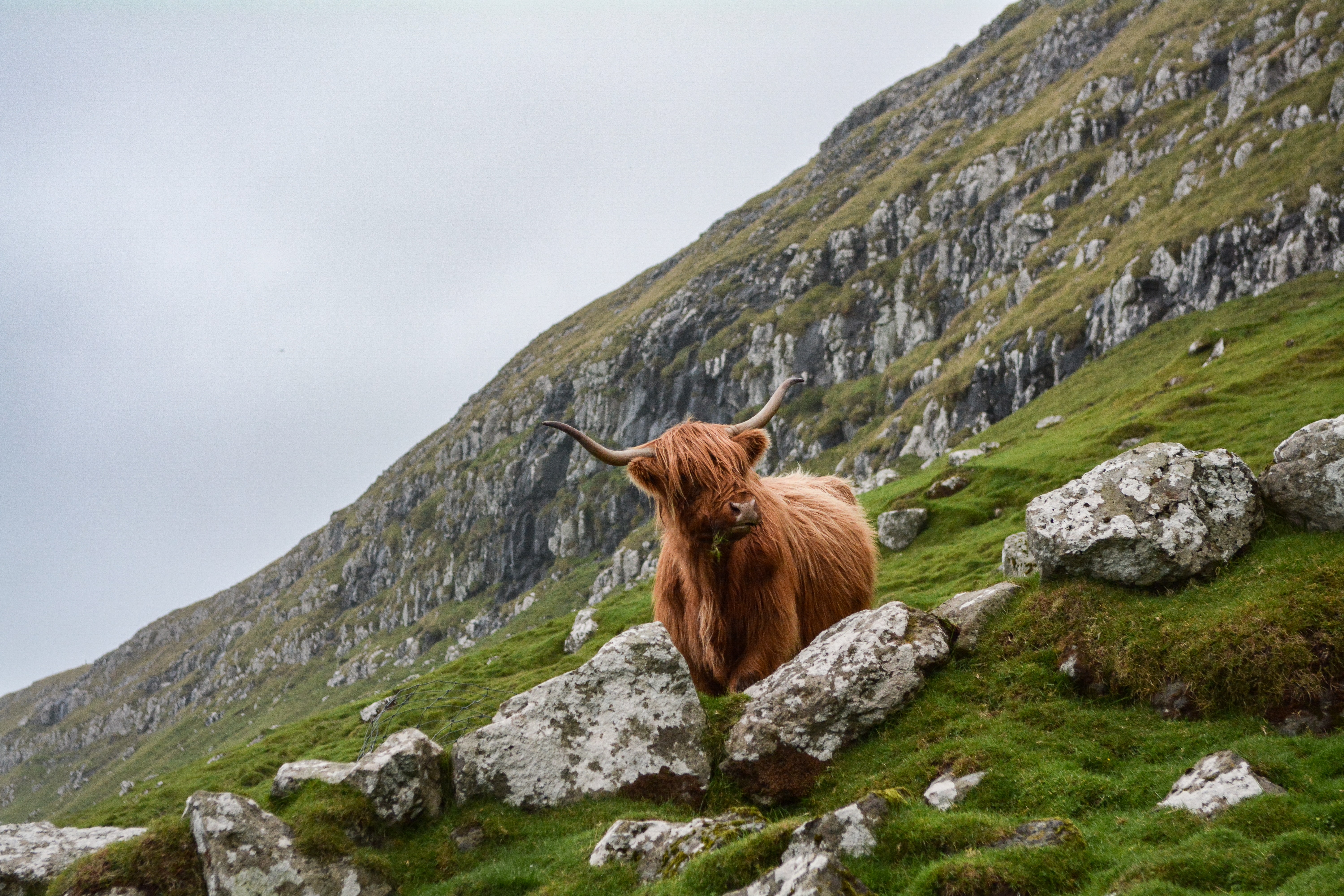 Scottish ox on mountainside