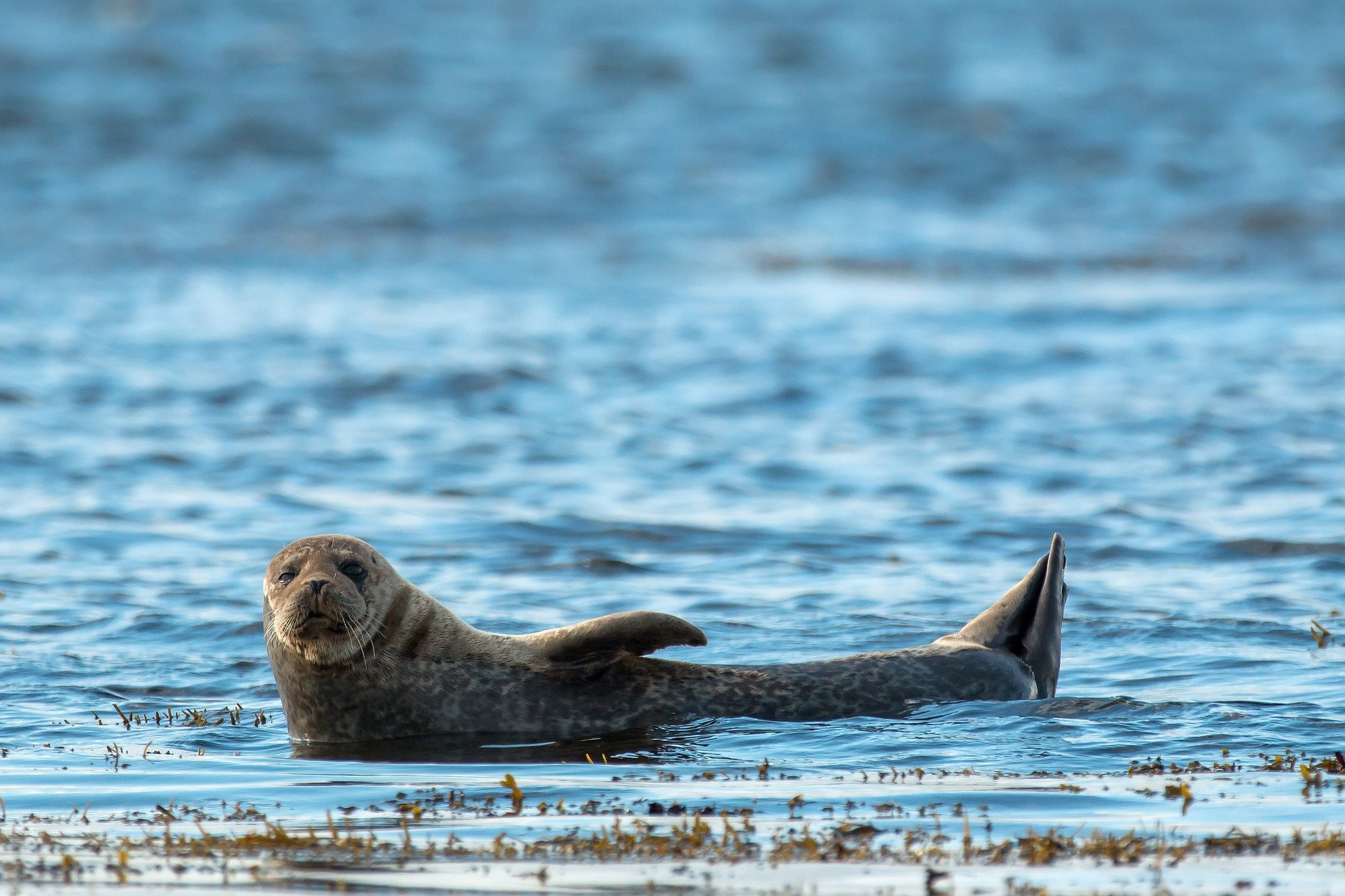 Grey seal waving from water